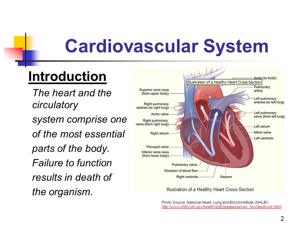circulatory system parts and functions